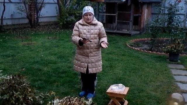 Осенняя обрезка без вреда для травянистых пионов смотреть онлайн