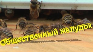 Профессор Кашковский про общественный желудок у пчёл