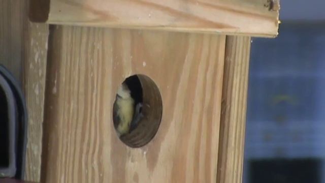 Попытка вылета птенца, поощрение гусеницей Meisen auf dem Balkon M2U00731 .MPG смотреть онлайн