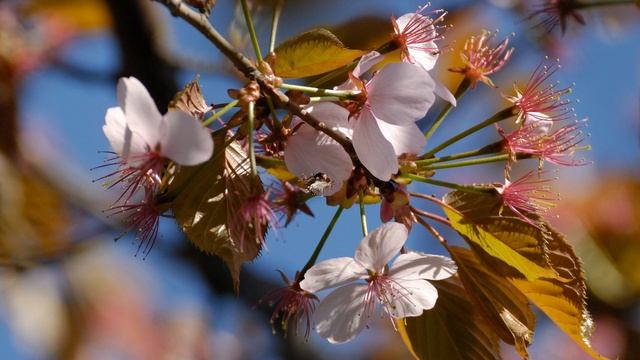 Цветение сакуры в Москве-2 смотреть онлайн