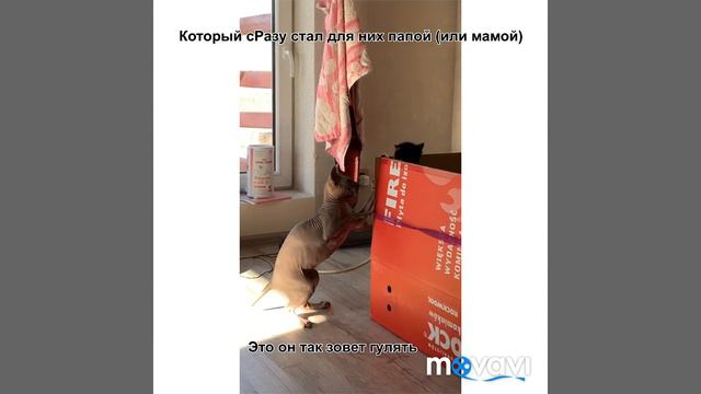 Выбросили котят . Спасение котят