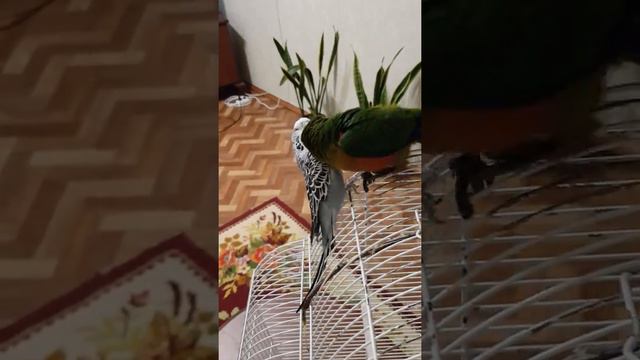 Попугаи Пепе и Йося подружились смотреть онлайн