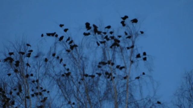 Canon Ixus 220 HS смотреть онлайн