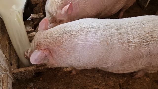 их яйца вообще не портятся! смотреть онлайн