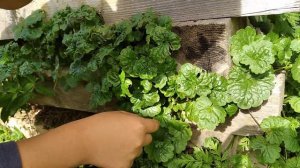 Охота на ящериц 🦎 смотреть всем🦖