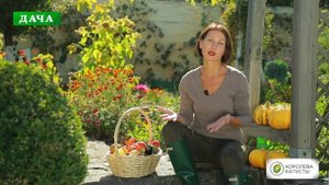 Осенние работы на огороде//Что нужно сделать осенью в огороде