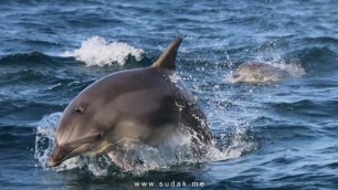Крымские дельфины, Судак, 3 мая 2017