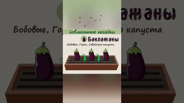 Полезное соседство овощных культур Shorts