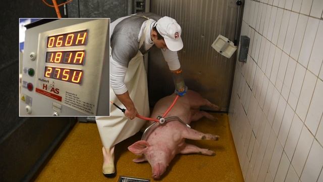 Электрические щипцы для оглушения свиней Haas TBG 200 смотреть онлайн