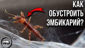 НА СВЕТ ПОЯВИЛИСЬ МАЛЕНЬКИЕ ЭМБИИ // НОВЫЙ ИНКУБАТОР ДЛЯ ЭМБИЙ И МУРАВЬЕВ // AntKeeper