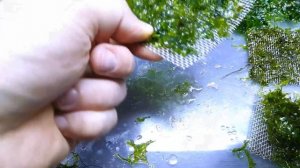 КАК Я РАЗМНОЖАЮ АКВАРИУМНЫЙ МОХ
