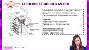 НЕРВНАЯ СИСТЕМА