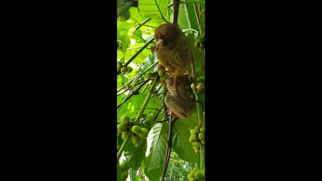Philippines tarsier (Tarsius tarsier) - филиппинский долгопят на острове Бохол
