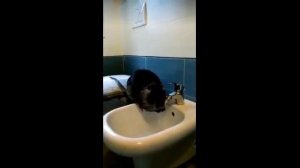 Крыса и Нутрия Моется тщательно . Чистюля. Животный прикол