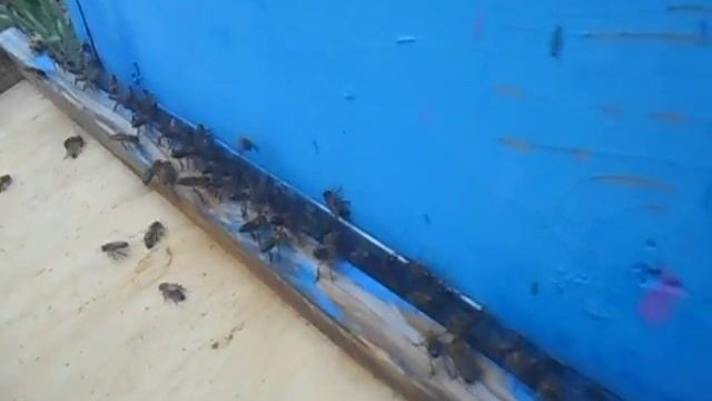 пчёлы просятся на постоянное место жительство в чужой улей смотреть онлайн