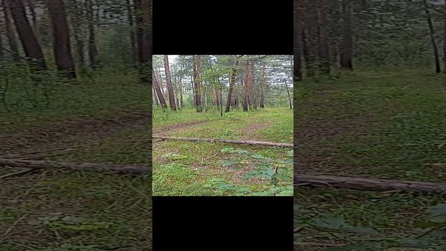 Грибное утро в 3 Га моего леса. 19.08.2024 #докторндн #пасхальвиварий #челябинск #грибы #утро