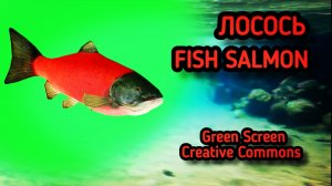 Лосось рыба green screen футаж, хромакей анимация рыбы на зелёном фоне.