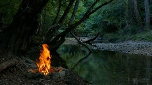Можно ли каланхоэ высадить на улицу?