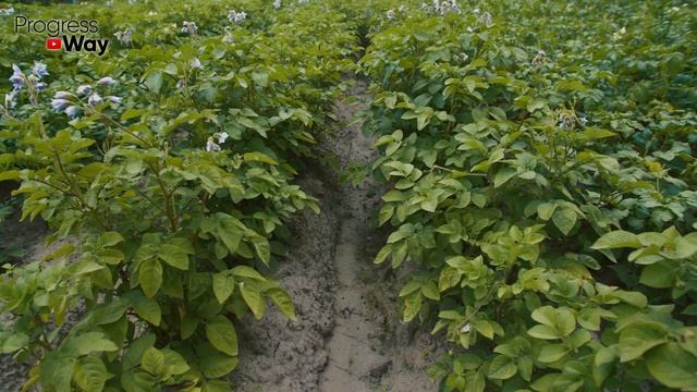 Урожай картошки будет в 10 РАЗ БОЛЬШЕ - проверено на практике!!! смотреть онлайн