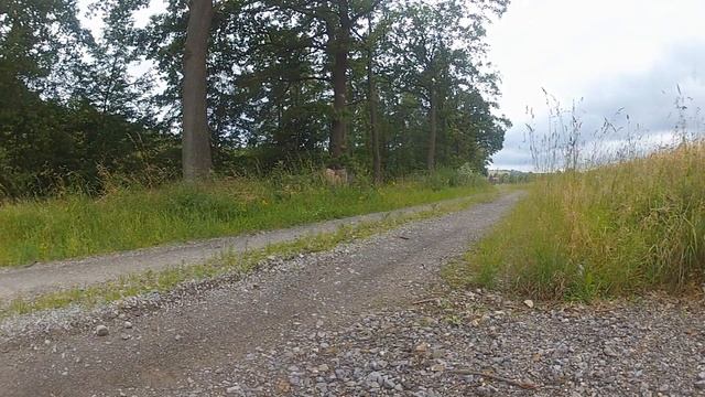 Honda CRF 450 R | Full Doma Exhaust | Amazing Sound смотреть онлайн