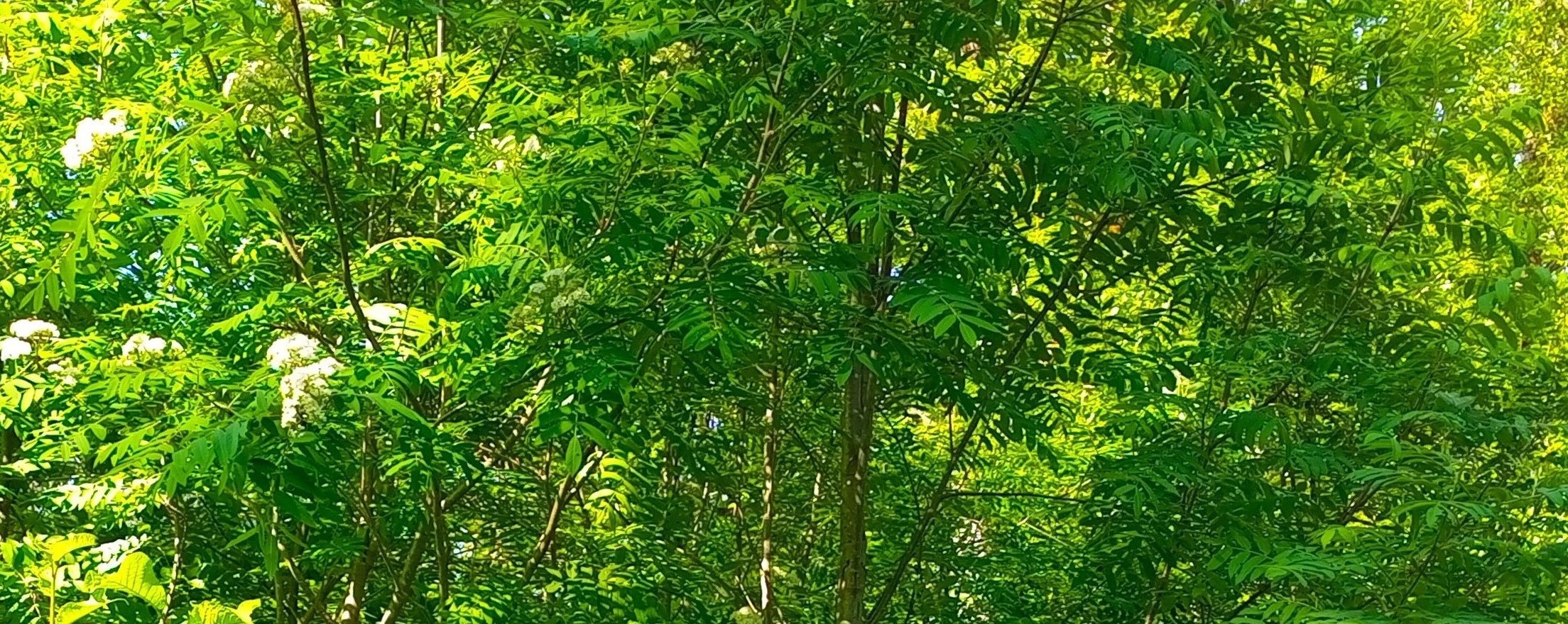 Пение птиц. Живой звук) смотреть онлайн