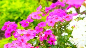 रंग बिरंगे phlox के फूल मेरी बगिया में...खास आपके लिए.....|| Phlox के फूल #flowersofindia