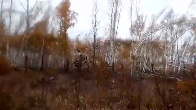 Лес после урагана, прошло три года! смотреть онлайн