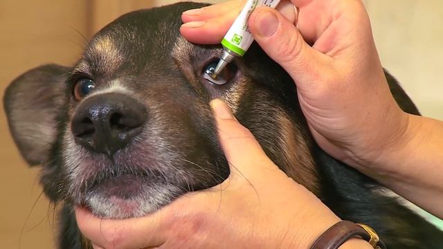 Профилактика и лечение глаз у собак смотреть онлайн