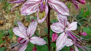 Неопалимая купина и орхидеи.