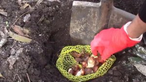 ЛУКОВИЦЫ ТЮЛЬПАНОВ  СРОЧНАЯ ПОСАДКА, ХОТЯ УЖЕ ДЕКАБРЬ!