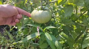 Урожайные томаты/Томаты для открытого грунта/Сорт Викинг обзор