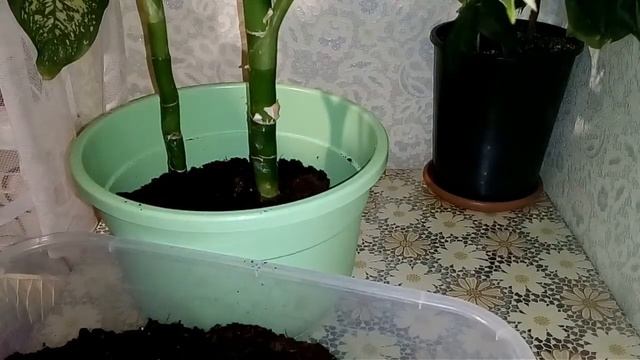 Диффенбахия. Пересадка, уход. смотреть онлайн