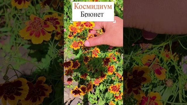 Космидиум - Брюнет.?