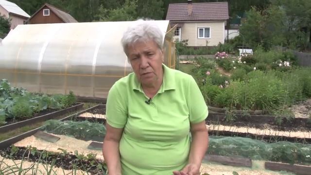 Голова садовая - Как вырастить редис и дайкон смотреть онлайн