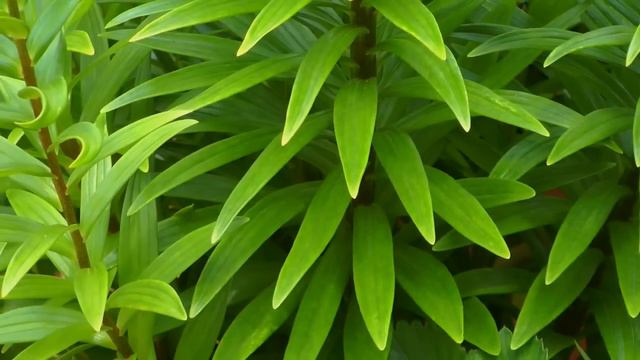 Lilie / Lilium - Wuchs, Pflege und Bedeutung смотреть онлайн