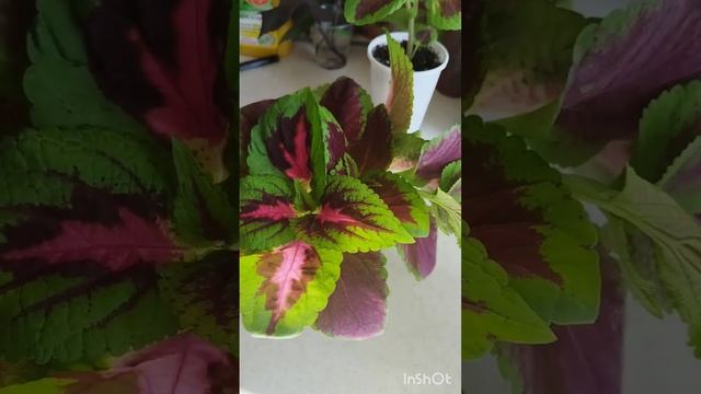 Колеусы, формировка Блюме смотреть онлайн