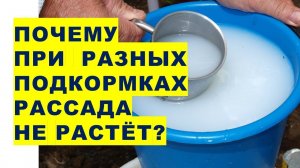 Почему при разных подкормках посаженная рассада в грунт не растёт Когда корни растений могут усваива