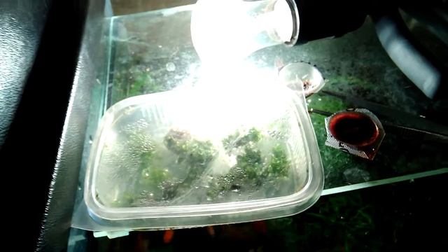 Небольшие дела на мини разводе! смотреть онлайн