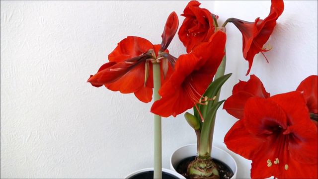 Amaryllis Bulbs In Full Bloom (2021 With Time Lapse) смотреть онлайн