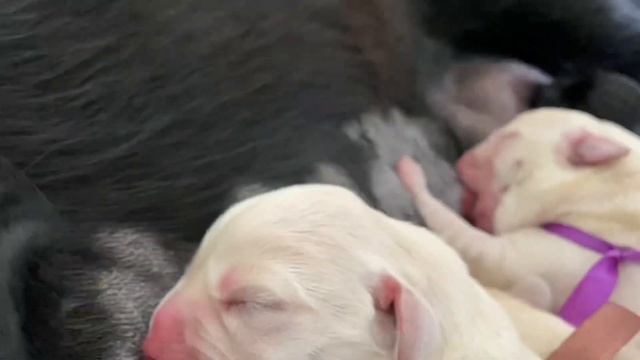 Новорождённые щенки лабрадора смотреть онлайн