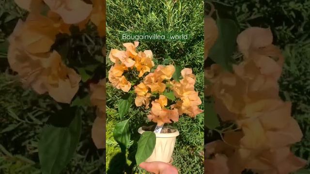 ☀️Бугенвиллия Golden Tango     Больше полезного в моём инстаграм: Bougainvillea_world