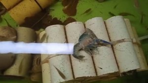 линька АККР Австралийский красноклешневый рак