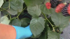 Самый лучший сорт ежевики в моих условиях