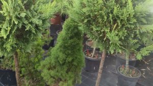 делаем обработку от грибковых заболеваний и восстановительного процессов у растений.церкон и ракурс.