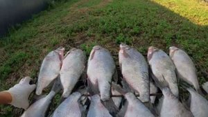 Лещ горячего копчения! Самый простой и ВКУСНЫЙ СПОСОБ!!!