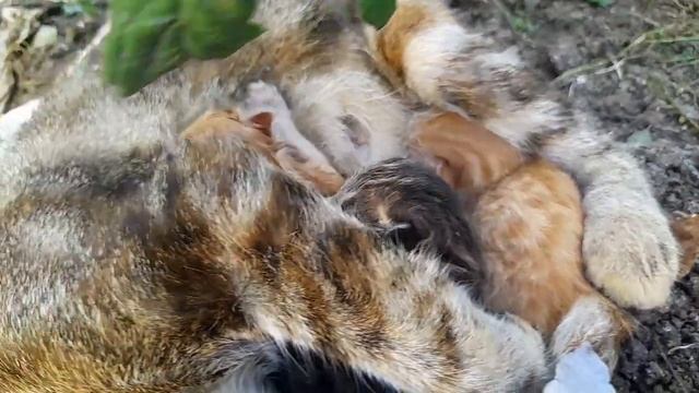 Новорожденные котята ? У нас пополнение смотреть онлайн