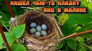 Нашел в малине чью то кладку яиц, решаю что с ней делать