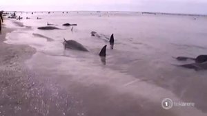 Спасение китов, выбросившихся на берег