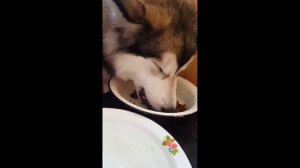 Маламут против кота? / Malamute versus cat? / МАЛАМУТЛЯНДИЯ