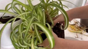 Хлорофитум кучерявый. Пересадка, размножение и цветение хлорофииума